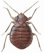 desinsectisation punaise de lit paris