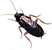 Blatte cockroaches exterminator