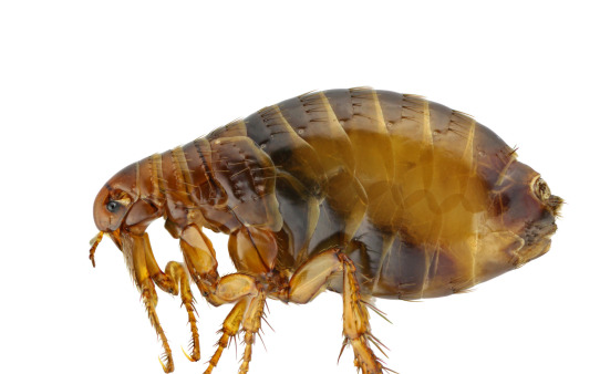 desinsectisation punaise de lit paris